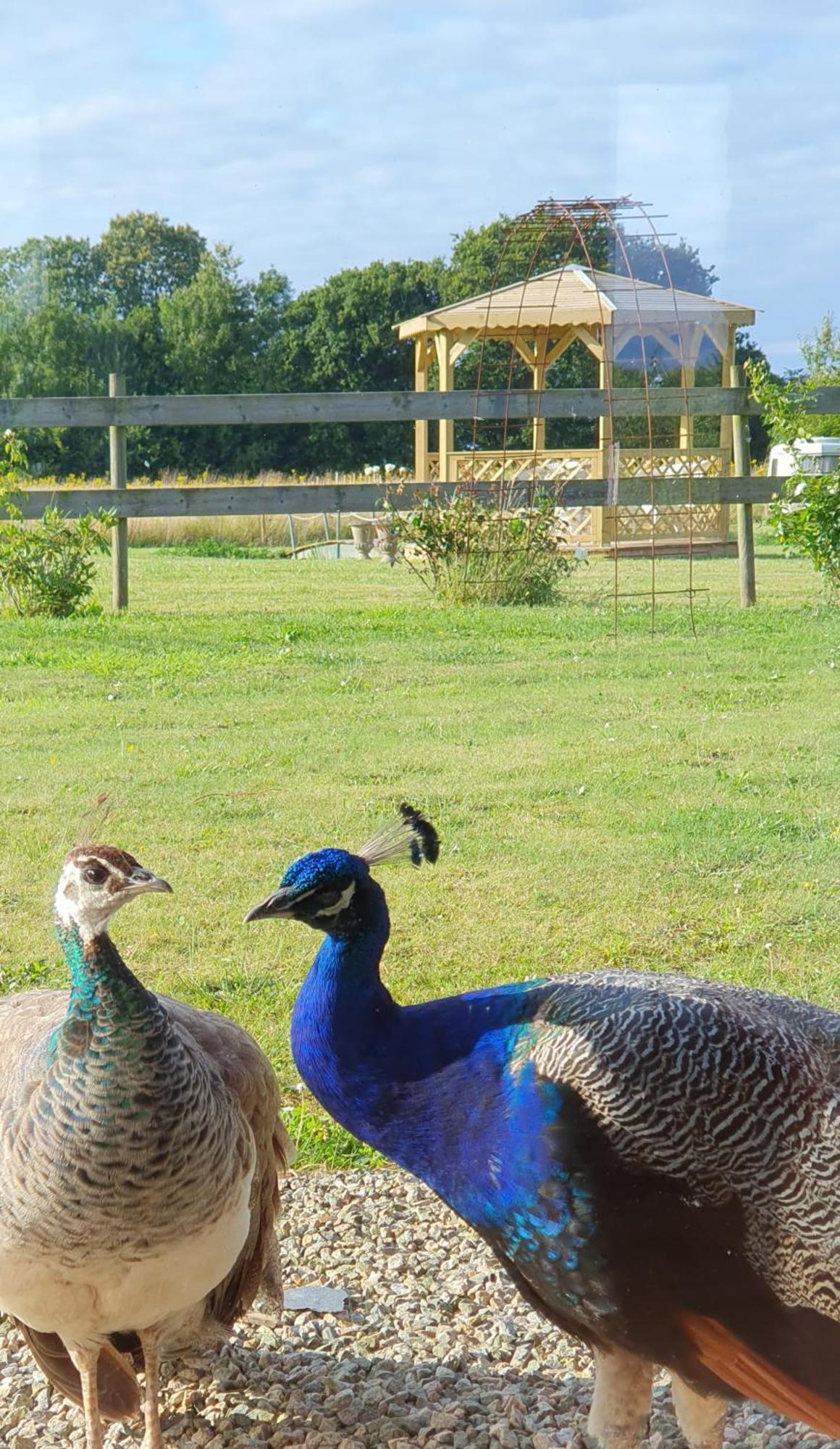 Bed and Breakfast La ferme de Lec'h Hameury à Plestin-les-Grèves Extérieur photo